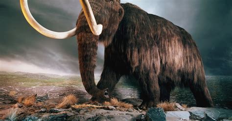 Andrés Martínez: Nuevas causas sobre la extinción de los mamuts / New ...