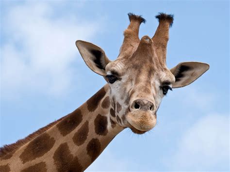Anecdotario del cole: Descripción de una jirafa