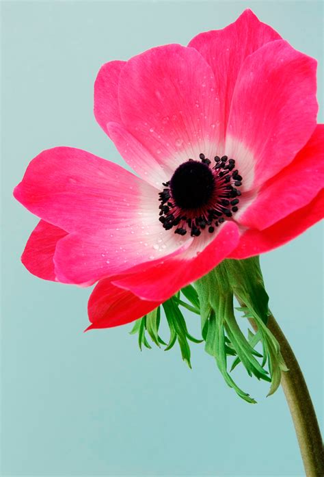 Anémona, la flor del amor intenso   Interflora