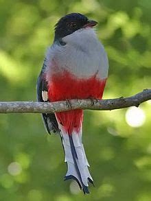 Anexo:Aves de Cuba   Wikipedia, la enciclopedia libre