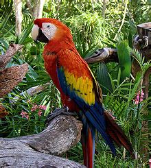 Anexo:Aves de Honduras   Wikipedia, la enciclopedia libre