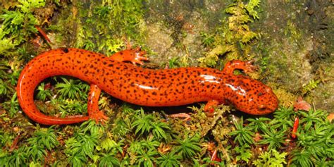 Anfibios: características, tipos, alimentación y reproducción