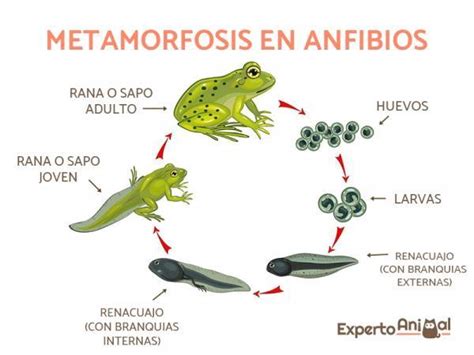 Anfibios: definición, características y ejemplos
