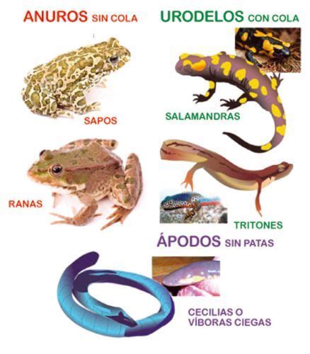 anfibios y reptiles   Buscar con Google | Anfibios ...