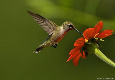 Angélica Italia: Las Aves Mas Hermosas Del Mundo