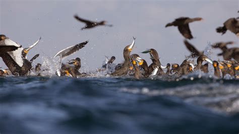 Anidación y reproducción de aves costeras | La Verdad Noticias