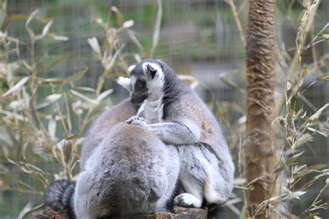 Animais do Zoológico recebem cuidados especiais durante o ...