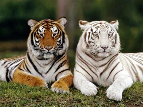 Animais Lendários: O Tigre Branco
