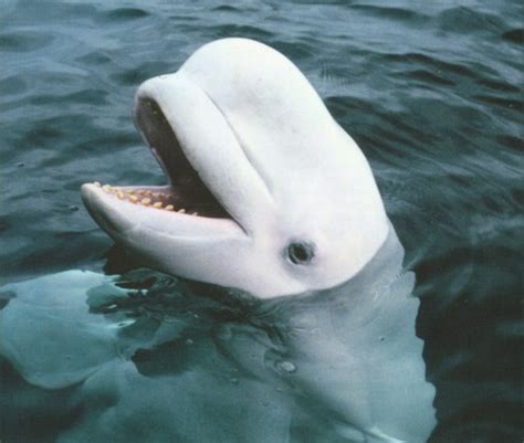 Animal A Day!: Beluga Whale