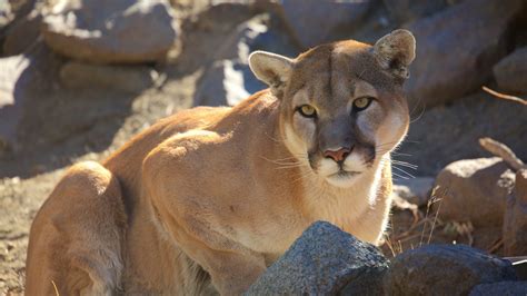 Animal Ark in Reno, Nevada | Expedia