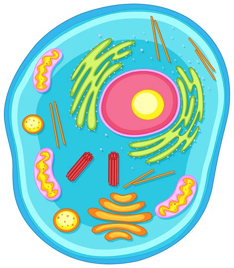 Animal cell diagram in colors   Download Free Vectors ...