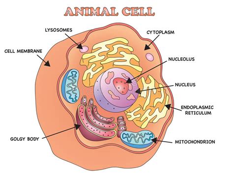 Animal cell stock illustration. Illustration of detailed ...