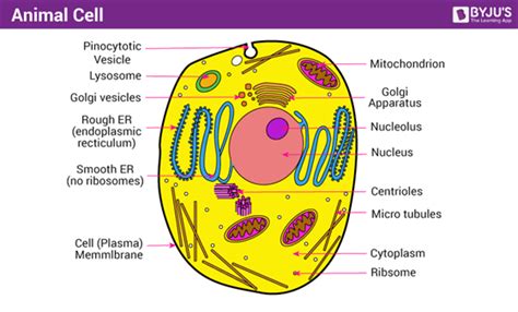 Animal Cell   Structure, Function and Types of Animal Cells