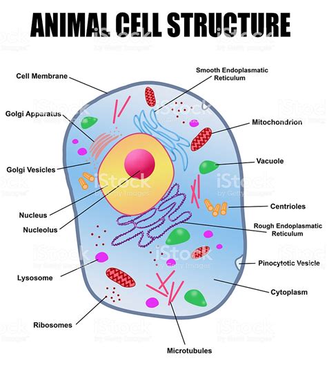 Animal Cell Structure Stock Illustration   Download Image ...