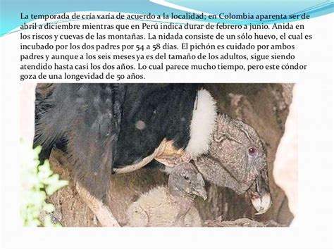 Animal en peligro de extincion: El cóndor andino