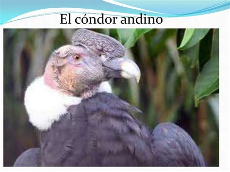 Animal en peligro de extincion: El cóndor andino