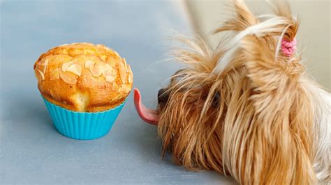 Animal Food Allergies May Be More Common Than We Think ...