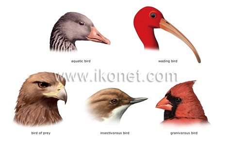 animal kingdom > birds > bird > examples of bills image ...