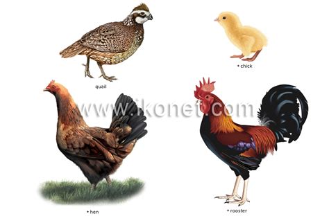 animal kingdom > birds > examples of birds image   Visual ...