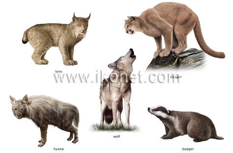 animal kingdom > carnivorous mammals > examples of ...