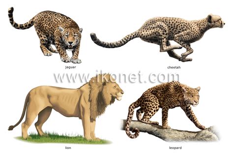 animal kingdom > carnivorous mammals > examples of ...