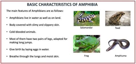Animal Kingdom   Classification, Characteristics And ...