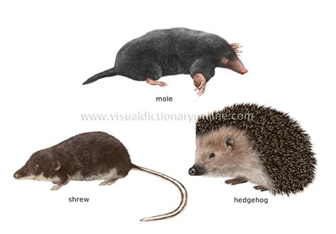 ANIMAL KINGDOM :: INSECTIVOROUS MAMMALS :: EXAMPLES OF ...