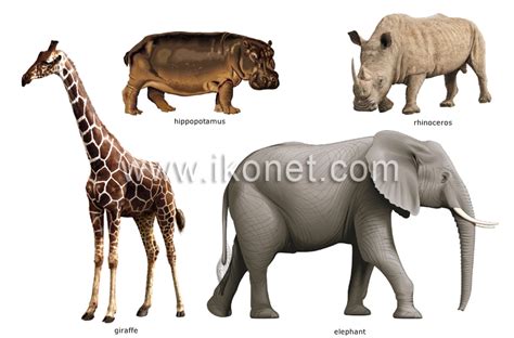 animal kingdom > ungulate mammals > examples of ungulate ...