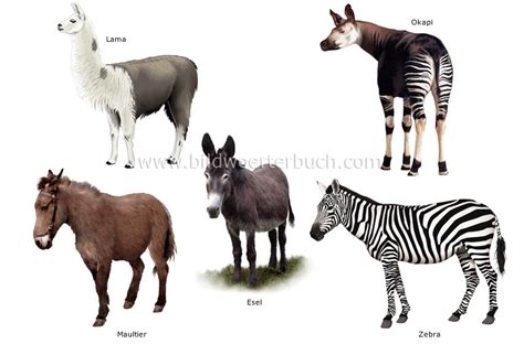 animal kingdom :: ungulate mammals :: examples of ungulate ...