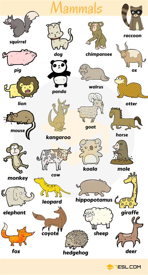 Animal Names: Types Of Animals With List & Pictures   7 E S L