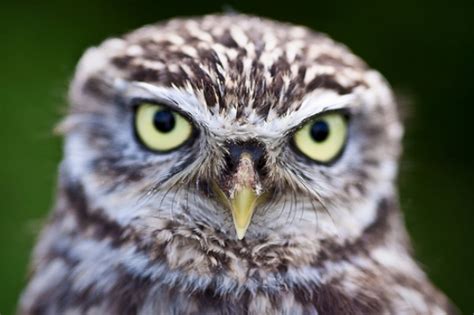 ANIMAL OF THE WORLD: Owls belong to the order Strigiformes