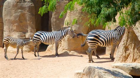 Animal Pictures: View Images of Bioparc Valencia Zoo