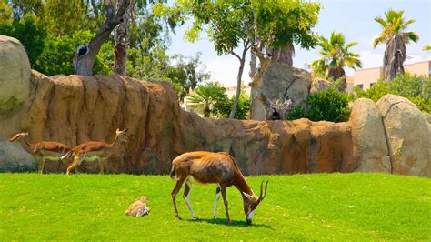 Animal Pictures: View Images of Bioparc Valencia Zoo