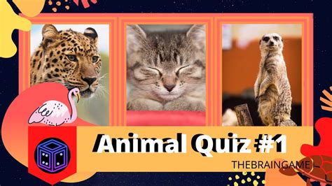 Animal Quiz   YouTube