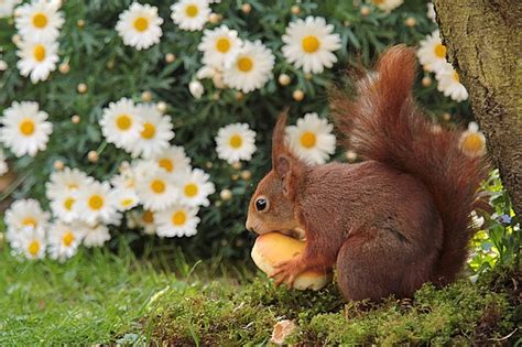 Animal Squirrel Spring · Free photo on Pixabay