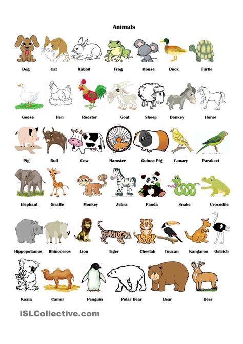 Animal Vocabulary | Animals name in english, English lessons for kids ...