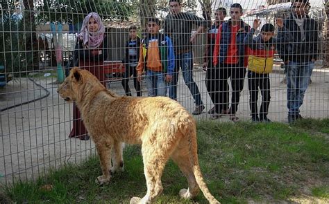Animal welfare group to save Gaza zoo animals | The Times ...