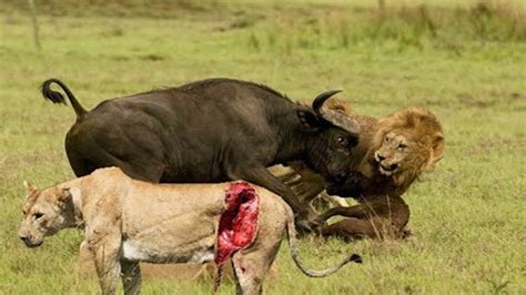 Animal World   Terror attack Lion Forest Buffalo   YouTube