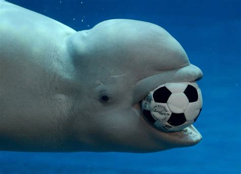 Animal You: Beluga Whale