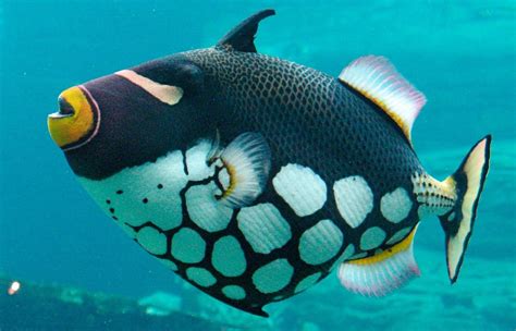 animales acuaticos exoticos más bellos: descúbrelos