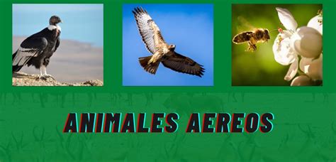 Animales aéreos: 54 ejemplos que deberías conocer 【Características ...