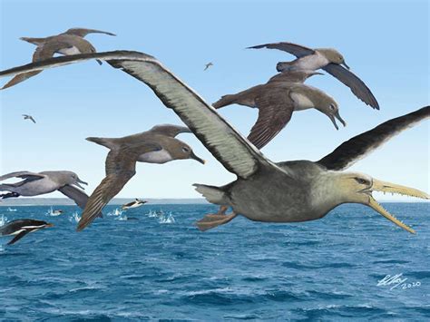 Animales: Así eran las aves prehistóricas depredadoras más grandes de ...