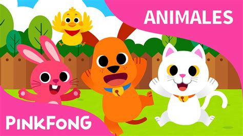 Animales Bebé | Animales | PINKFONG Canciones Infantiles   YouTube