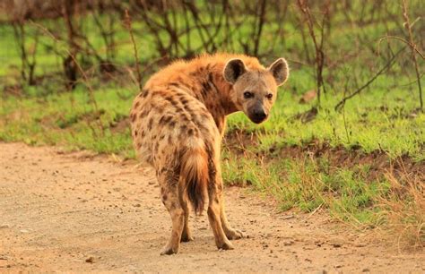 Animales carnívoros: características, importancia y alimentación ...