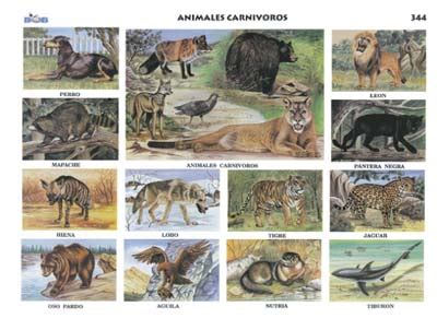 Animales carnívoros   Ediciones Bob