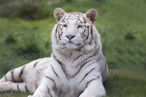 ANIMALES CARNÍVOROS » Ejemplos, Lista y Características