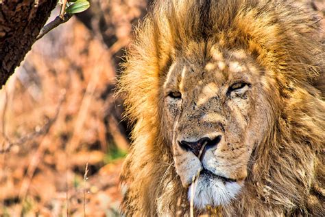 ANIMALES CARNÍVOROS » Estilo De Vida, Especies Y Características