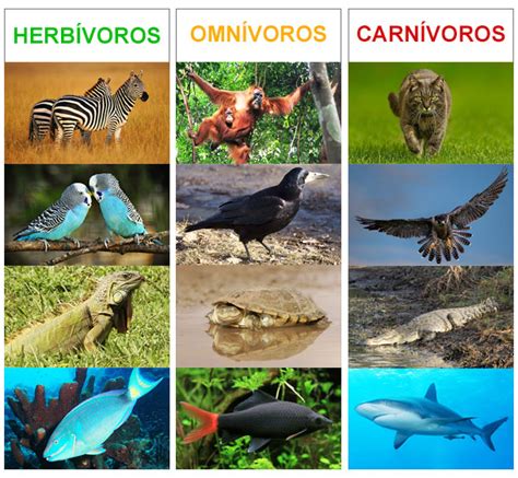 Animales carnívoros, herbívoros y omnívoros ...
