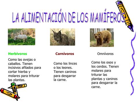 Animales Carnivoros Herbivoros Y Omnivoros Para Niños De ...