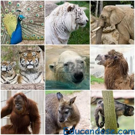 Animales carnívoros Lista y ejemplos | Educándose En Línea